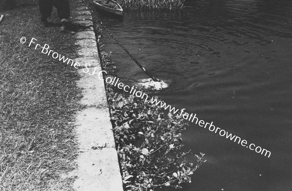 SHEEP WASHING IN RIVER BARROW